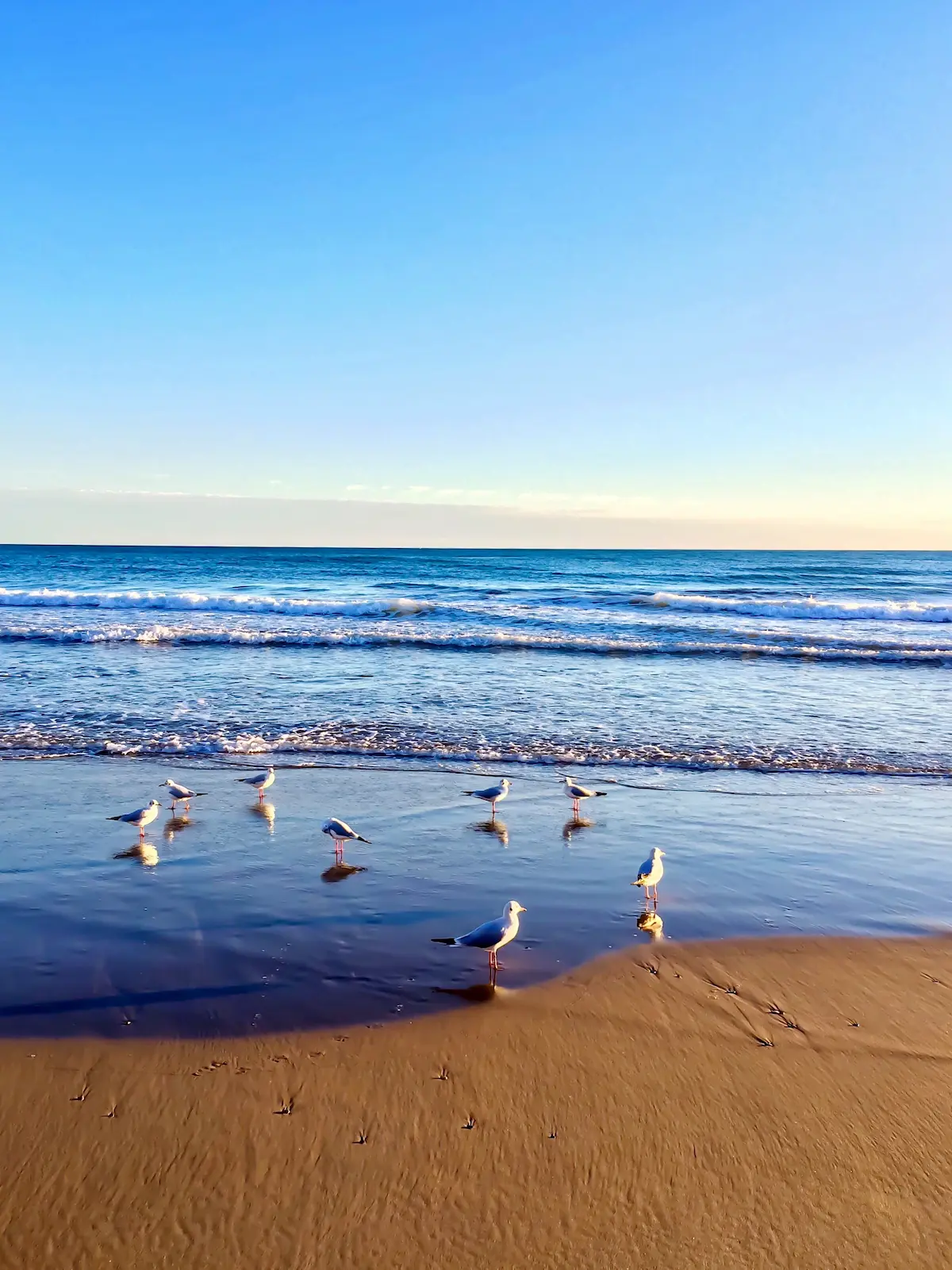 Las Gaviotas En La Costa En La Playa Contra Un Cielo Despejado